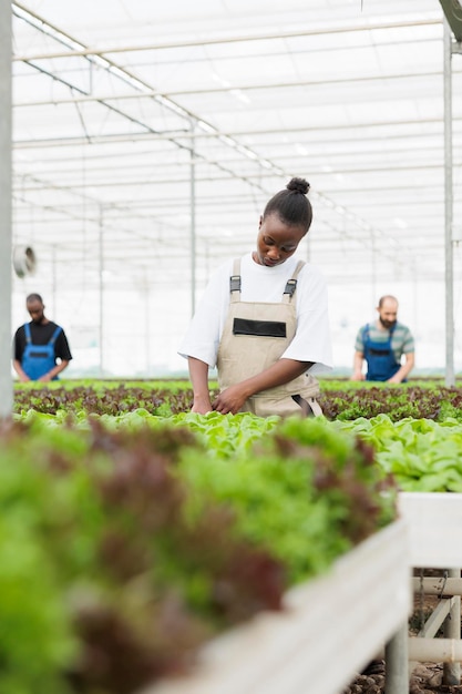 Greenhouse african american farmer cultivating lettuce in hydroponic enviroment taking care of plants for optimal growth. Woman working in organic farm inspecting development before harvesting.