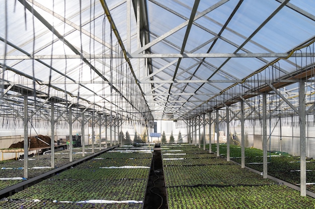 Greenhouse and agricultural business grow plant in industrial nursery for flower vegetable seedling