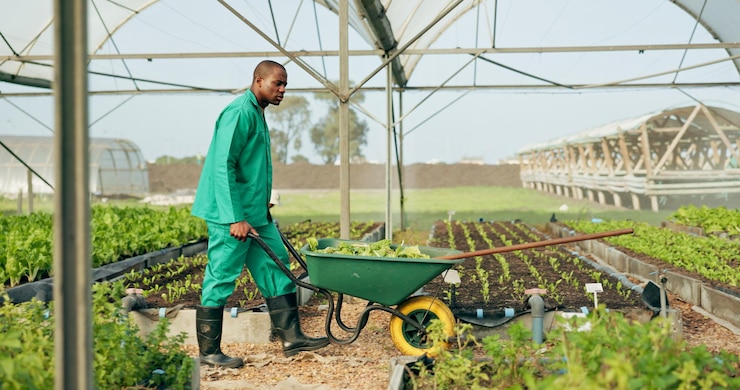 Photo greenhouse agriculture and farmer with wheelbarrow plants and growth with quality in food production sustainable business agro farming and vegetable supplier with leaves tools and work in field