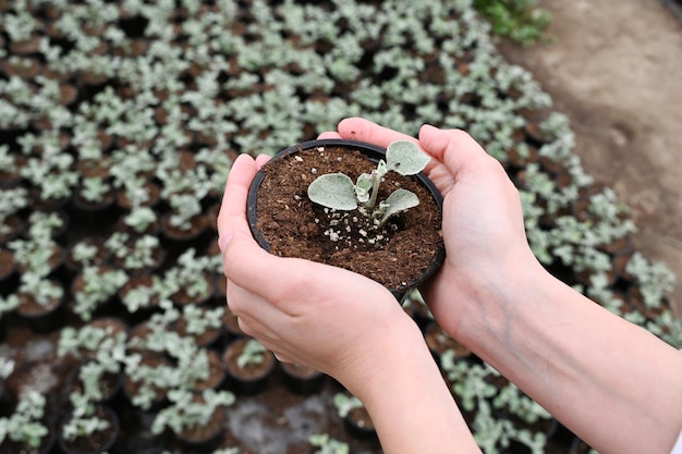 사진 온실 및 원예 개념 작은 식물이 있는 검은 냄비를 들고 있는 자른 이미지