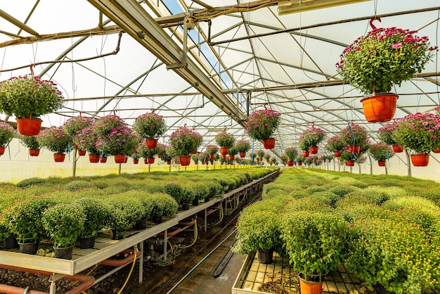 Greenhouse of chrysanthemums plants