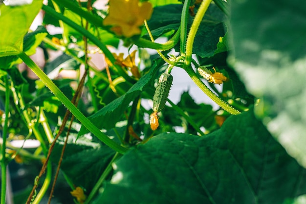 Greenhouse cucumber bush growth and blooming