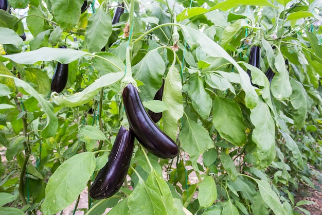 Greenhouse eggplant field agriculture (Turkey / Antalya)