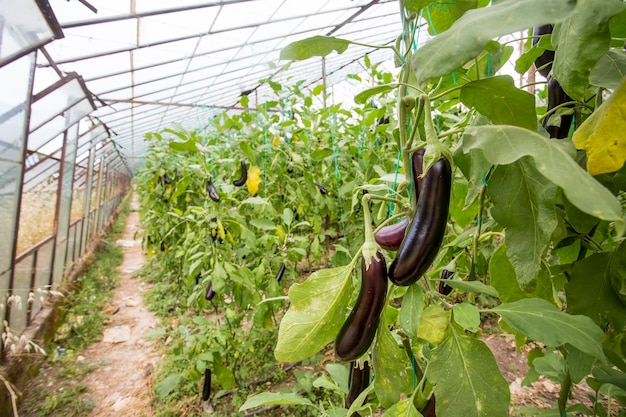 Greenhouse eggplant field agriculture (Turkey / Antalya)