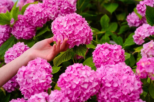 Greenhouse flowers woman care of flowers in garden hydrangea
spring and summer gardener with flowers flower care watering soils
and fertilizers eco living beautiful paradise soft and tender