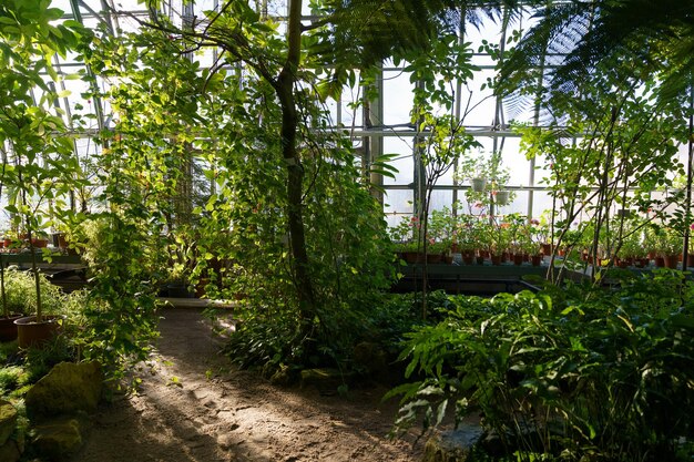 Greenhouse garden with exotic plants and houseplants growing in pots orangery with tropic climate