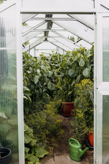 greenhouse I