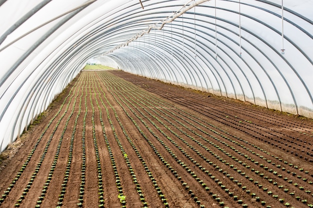 Greenhouse for plant