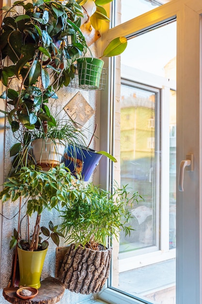 Greenhouse plants in flowerpot on windowsill