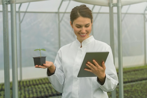 温室苗の成長。タブレットを使用して女性の農業技術者