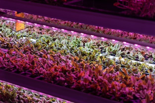 Greenhouse shelves lettuce filled with decorative sorrel lit with uv neon light to keep pests away