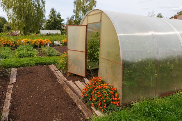 温室の庭の開いたドアのトマトのための温室