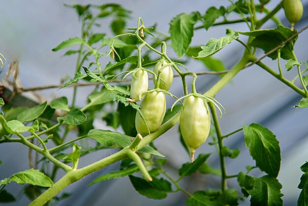 greenhouse, unripe, tomatoes, branch, food, tomato, plant, agriculture, garden, nature, vegetable, t