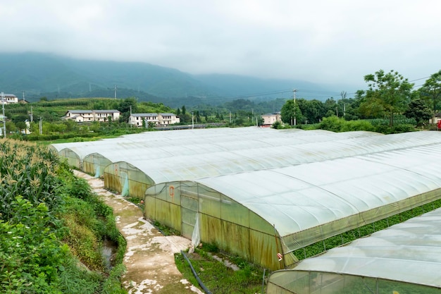 田舎の温室野菜