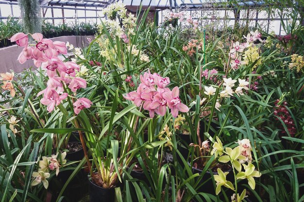 Greenhouse with blooming orchids in botanical garden