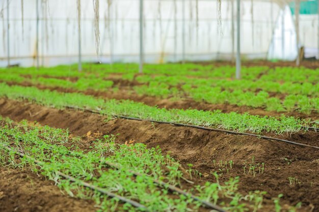 コリアンダーとフェヌグリーク植物のある温室