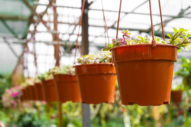 Greenhouse with different plants hanging from ceiling