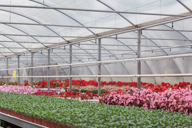 Greenhouse with flowers and shrubs