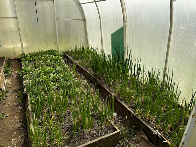 A greenhouse with a green door and a green door.