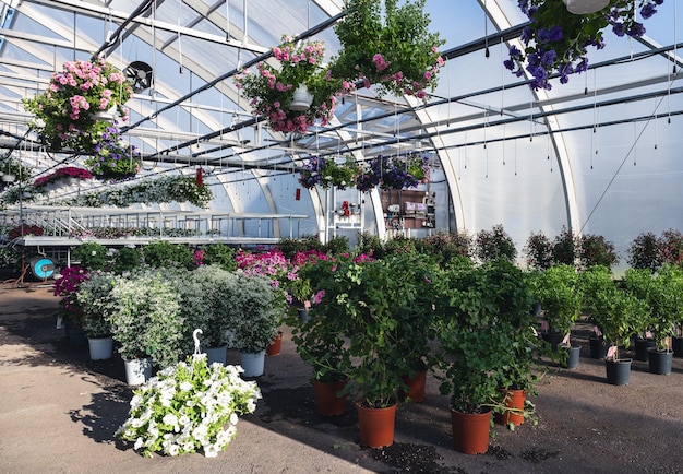 屋内植物を棚に置いた温室 花の苗の事業