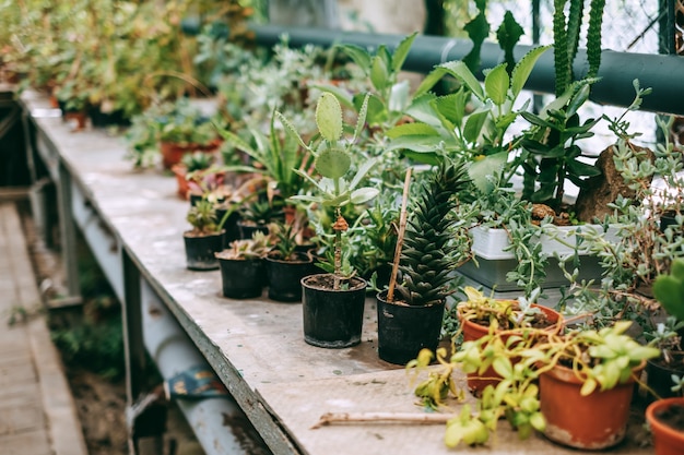 鉢植えの屋内植物とたくさんの緑のある温室