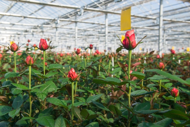 Greenhouse with rose flowers