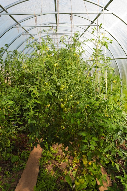 Serra con pomodori. agricoltura, giardinaggio, coltivazione di ortaggi in una stanza chiusa e trasparente. estate