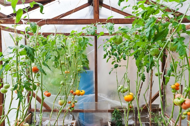 Greenhouse with tomatoes