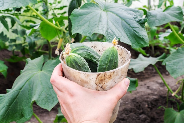 若いキュウリの植物がある温室小さな温室ビジネス家からの小さなビジネス温室で家でキュウリを育てる有機食品の概念健康食品と好きな趣味