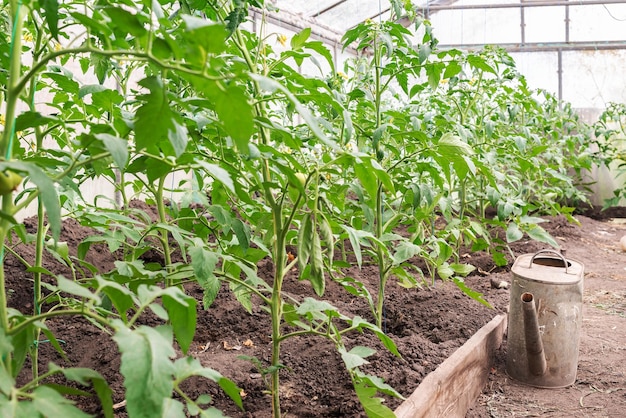 어린 토마토 식물이 있는 온실 가정에서 온 소규모 온실 사업 온실에서 집에서 토마토 재배 유기농 식품 건강 식품 및 좋아하는 취미의 개념
