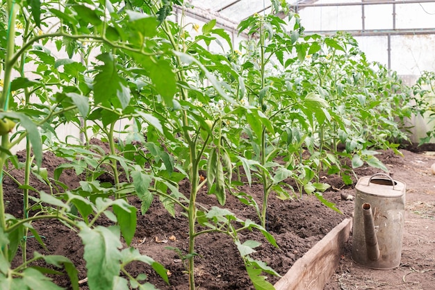 Greenhouse with young tomato plants Small greenhouse business small business from home Growing tomatoes at home in a greenhouse The concept of organic food healthy food and favorite Hobbies