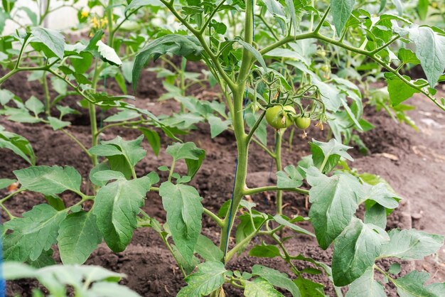 若いトマト植物のある温室小さな温室ビジネス家からの小さなビジネス温室で家でトマトを育てる有機食品の概念健康食品と好きな趣味