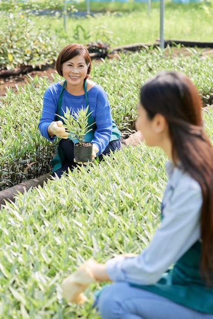 Lavoratori della serra che piantano i fiori