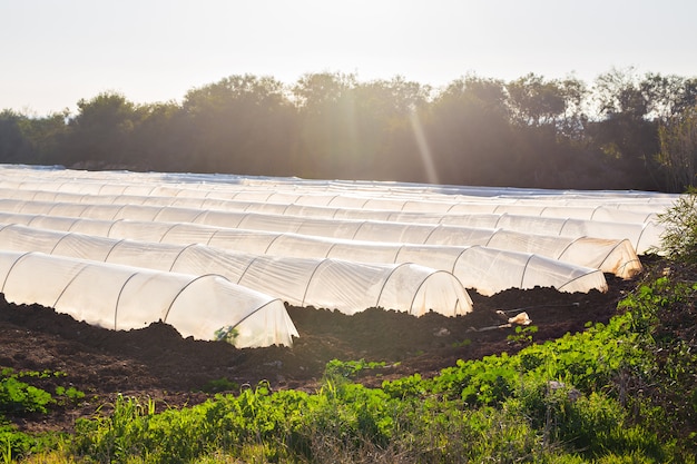 Greenhouses in country garden in spring