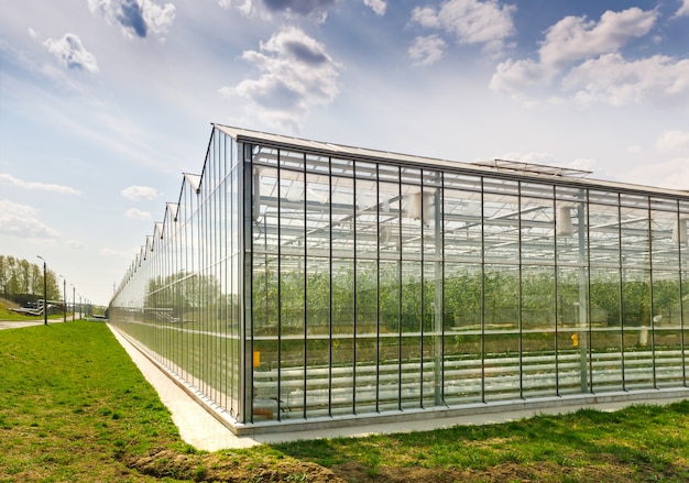 Greenhouses growing vegetables outdoors