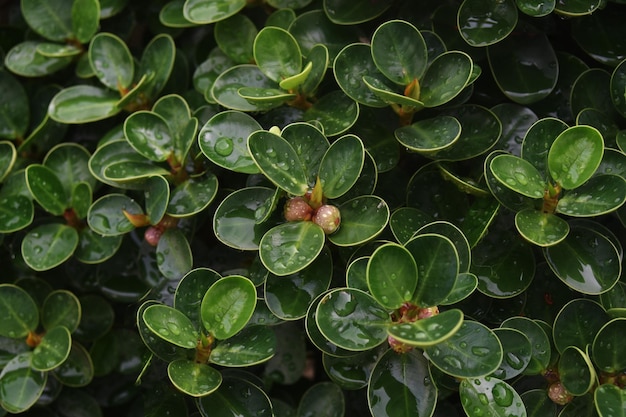 greenleaf naturebeautiful green leaves nature