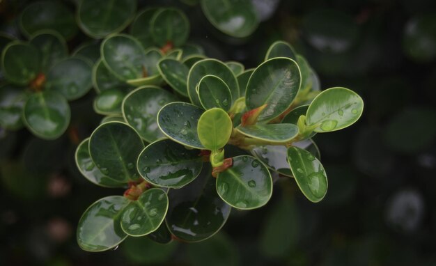 greenleaf naturebeautiful green leaves nature