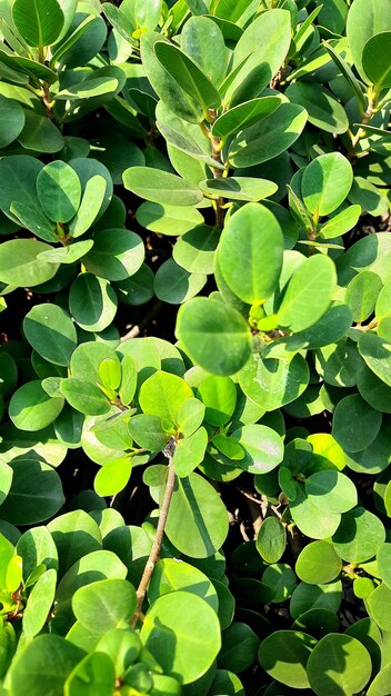 A greenleaved plant with a touch of sunlight