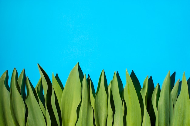 Photo greens on a blue background