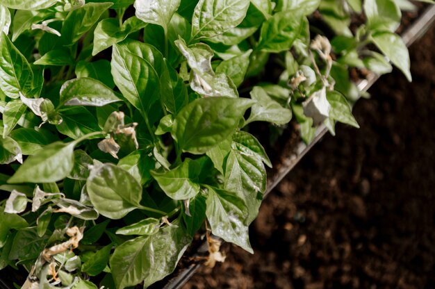 Foto verdi che crescono nella serra del giardino