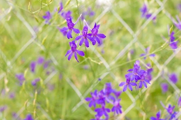 Greens with blue flowers