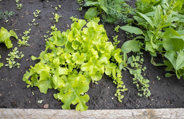 The greens of a young lettuce growing in rows on a bed with moist soil