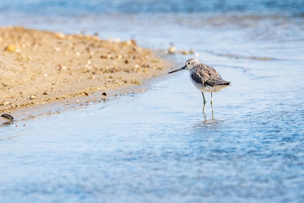 Greenshank nel parco naturale dell'albufera di valencia