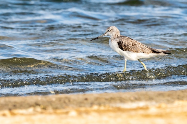 Greenshank в природном парке Альбуфера Валенсии