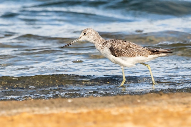 Greenshank in Albufera of Valencia natural park