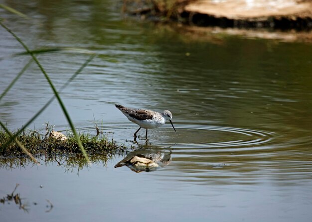 Photo greenshank feeding in a pond