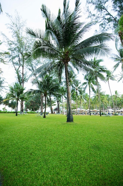 Greensward and coconut trees in the garden