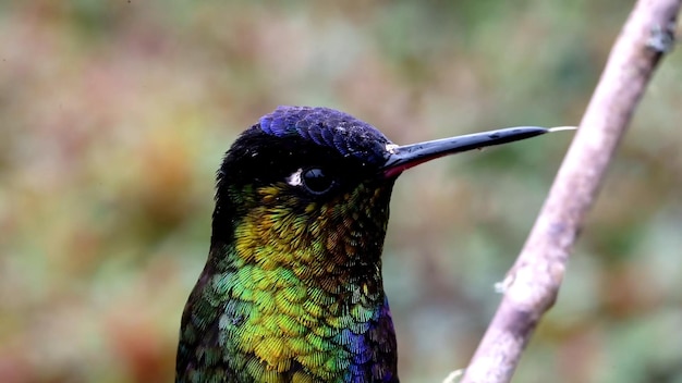 Foto la foto a macroistruzione del colibrì dalla coda verde