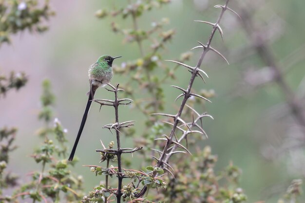 GREENTAILED TRAINBEARER Lesbia nuna beautiful specimen of a variety of hummingbird