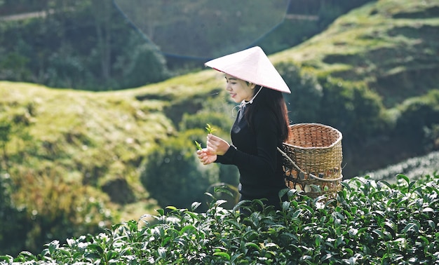 Greentea-blad verzameld door inheemse vrouwen